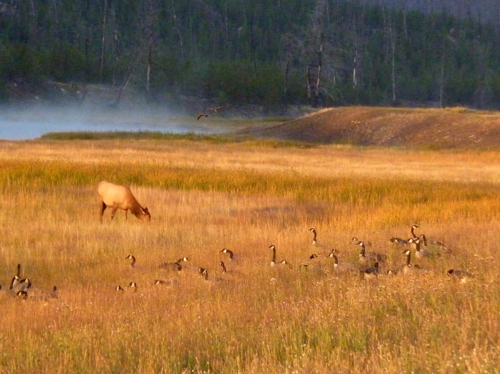 Yellowstone (52).JPG